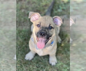 Chi-Corgi Dogs for adoption in Phoenix, AZ, USA