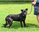 Small #4 Mastiff