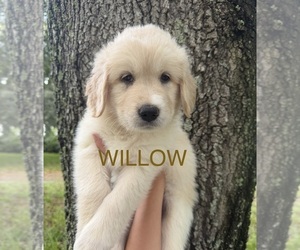 Golden Pyrenees Puppy for sale in NAPLES, FL, USA