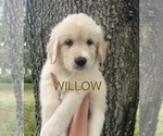 Image preview for Ad Listing. Nickname: Willow
