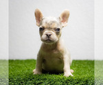 Small Photo #15 French Bulldog Puppy For Sale in PORT SAINT LUCIE, FL, USA