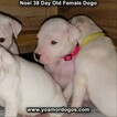 Small Photo #20 Dogo Argentino Puppy For Sale in PINEVILLE, MO, USA