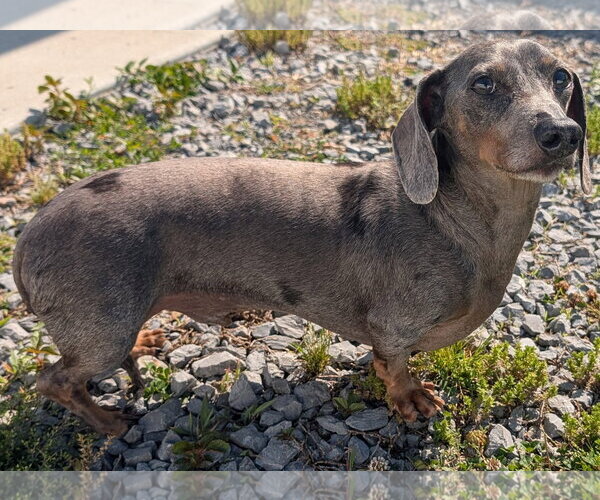 Medium Photo #3 Dachshund Puppy For Sale in Shelbyville, TN, USA
