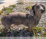 Small #2 Dachshund