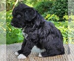 Small #7 F2 Aussiedoodle