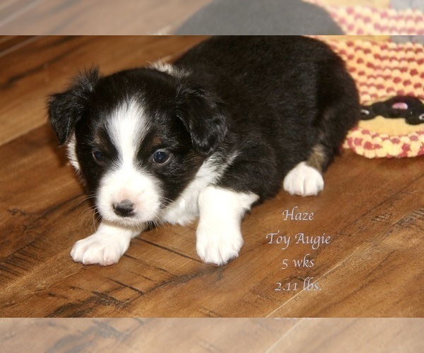 Medium Photo #22 Aussie-Corgi Puppy For Sale in LIND, WA, USA