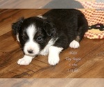 Small Photo #22 Aussie-Corgi Puppy For Sale in LIND, WA, USA