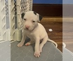 Small Photo #5 American Pit Bull Terrier Puppy For Sale in ZANESVILLE, OH, USA