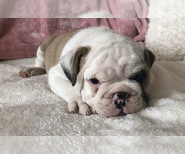 Medium Photo #12 English Bulldog Puppy For Sale in CHARLESTON, SC, USA