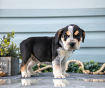 Puppy Rana Beabull