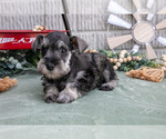 Puppy Crystal Schnauzer (Miniature)