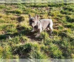 Small Photo #5 French Bulldog Puppy For Sale in Kaposvar, Somogy, Hungary