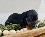 Small Photo #3 Dachshund Puppy For Sale in WEST PLAINS, MO, USA