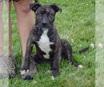 Small #2 American Staffordshire Terrier-Boxer Mix