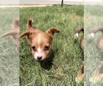 Puppy Allycat Chihuahua