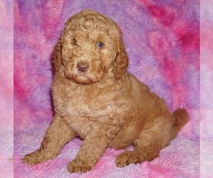 Labradoodle mix (+ Poodle Standard) Puppy for sale in LA HABRA, CA, USA