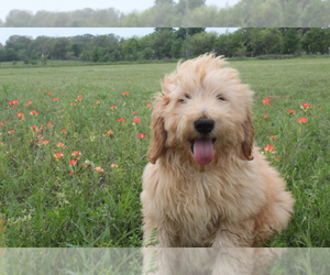 Goldendoodle Puppy for sale in ITASCA, TX, USA