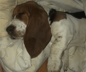 Father of the Basset Hound puppies born on 05/30/2023