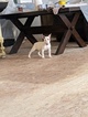 Small Photo #140 Bull Terrier Puppy For Sale in JACKSON, MI, USA