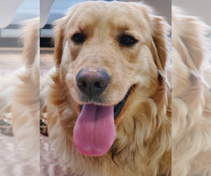 Father of the Golden Retriever puppies born on 02/20/2026