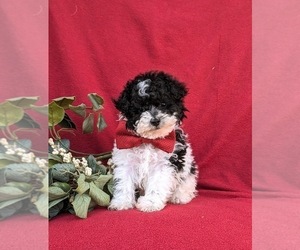 Maltipoo Puppy for sale in NEW PROVIDENCE, PA, USA