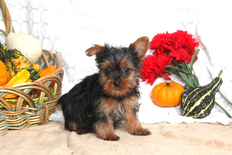 Medium Photo #1 Yorkshire Terrier Puppy For Sale in OCEANSIDE, CA, USA