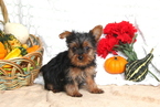 Small Photo #1 Yorkshire Terrier Puppy For Sale in OCEANSIDE, CA, USA