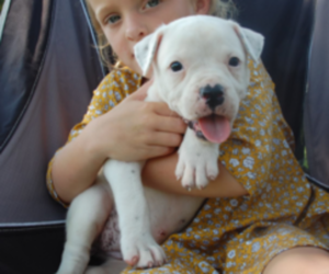 American Bulldog Puppy for sale in DU QUOIN, IL, USA