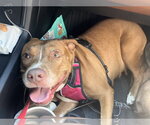 Small Photo #2 Staffordshire Bull Terrier-Unknown Mix Puppy For Sale in Tracy City, TN, USA