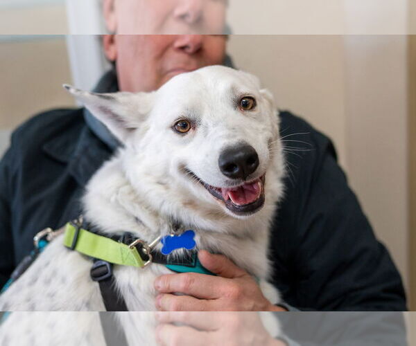 Medium Photo #6 Mutt Puppy For Sale in Mundelein, IL, USA