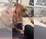 Small #5 American Pit Bull Terrier-Labrador Retriever Mix