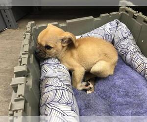 Medium Chihuahua Mix