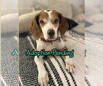 Small #6 Beagle