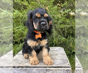 Cocker Spaniel Puppy for sale in MIDDLEBURY, IN, USA