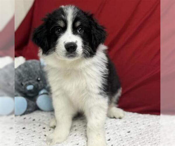 Medium Photo #2 Great Pyrenees Puppy For Sale in Spring, TX, USA