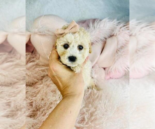 Medium Photo #11 Poodle (Toy) Puppy For Sale in BOSTON, MA, USA