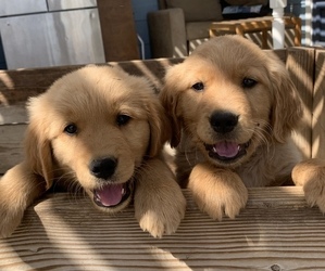 Golden Retriever Puppy for sale in SKY VALLEY, CA, USA