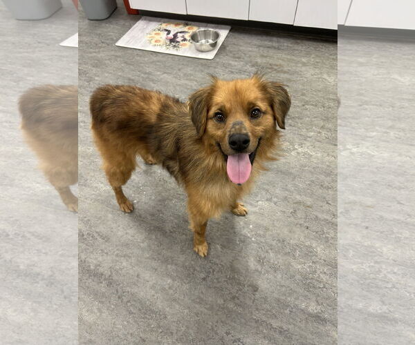 Medium Photo #2 Australian Shepherd-Unknown Mix Puppy For Sale in Plainfield, IL, USA