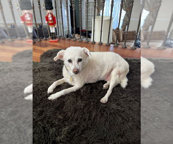 Medium Photo #3 Mutt Puppy For Sale in New York, NY, USA