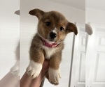 Small #5 Pembroke Welsh Corgi