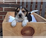 Small #18 Beagle