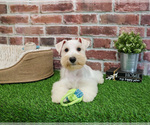 Small #6 Schnauzer (Miniature)