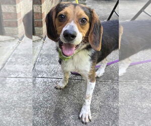 Beagle Dogs for adoption in Dunnellon, FL, USA