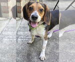 Small Beagle