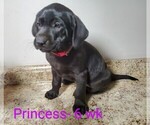 Small #3 Labrador Retriever