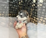 Small Photo #61 Siberian Husky Puppy For Sale in KANSAS CITY, MO, USA