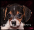 Small Photo #1 Beagle Puppy For Sale in COPPOCK, IA, USA