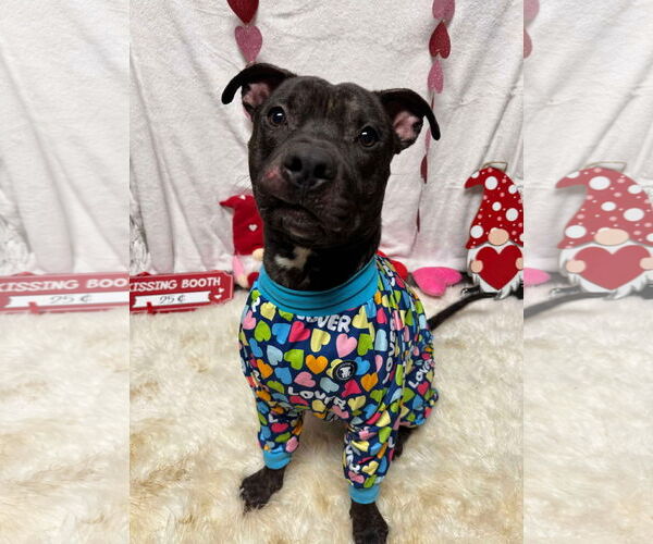 Medium Photo #5 American Pit Bull Terrier-Unknown Mix Puppy For Sale in Germantown, OH, USA