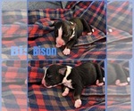 Bison - Male Australian Shepherd Puppy for Sale - Small photo