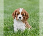 Small #2 Cavalier King Charles Spaniel